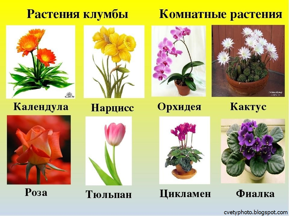 Растения какие бывают комнатные растения название и фото