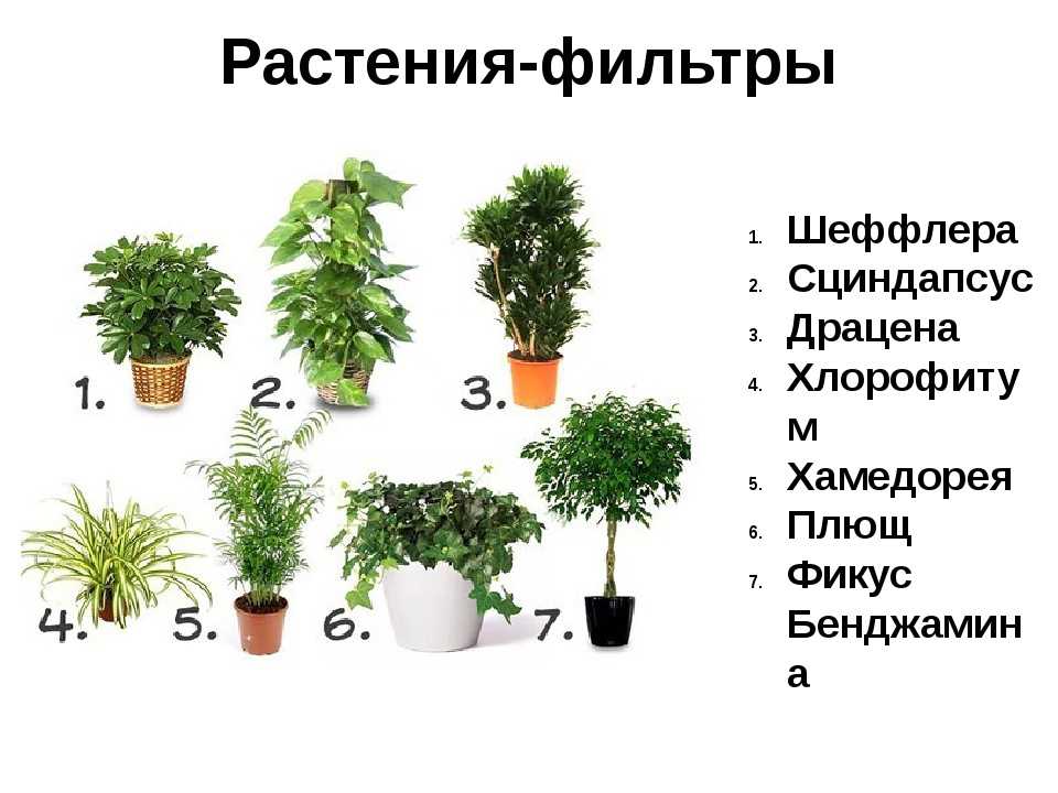 Комнатные растения каталог с фотографиями и названиями не цветущие лиственные