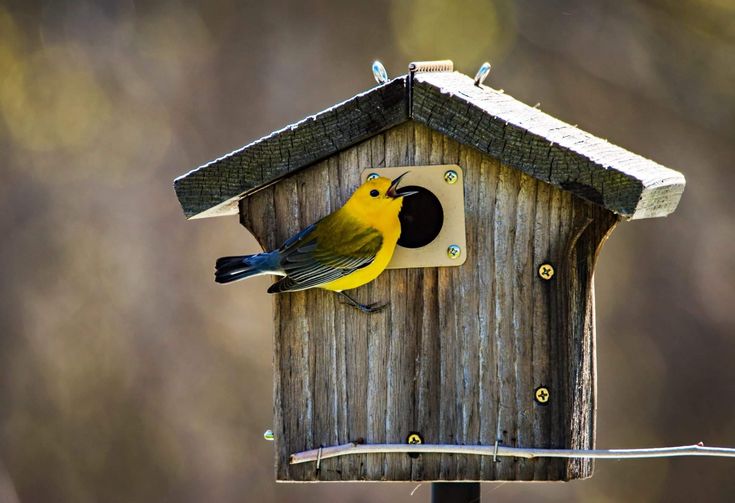 Everything bird. Скворечник. Красивые скворечники. Птичка и скворечник. Скворечник для птиц.