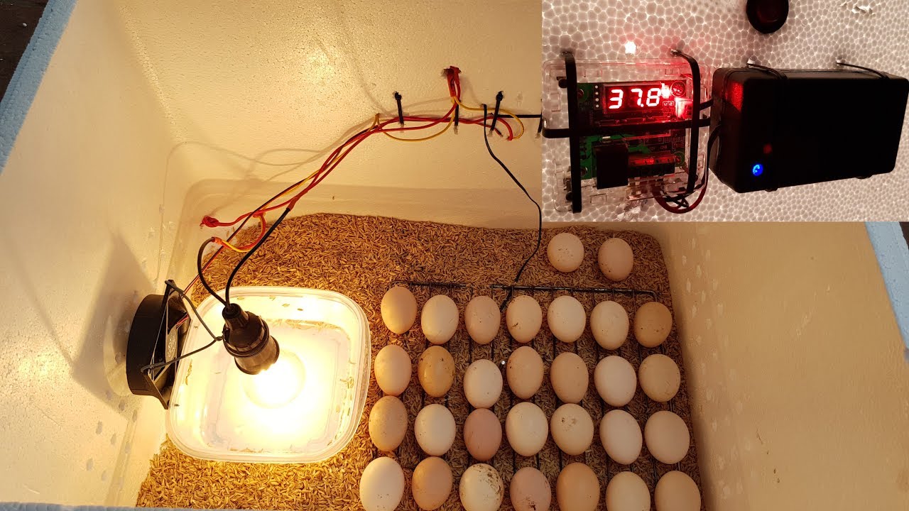 инкубатор для яиц