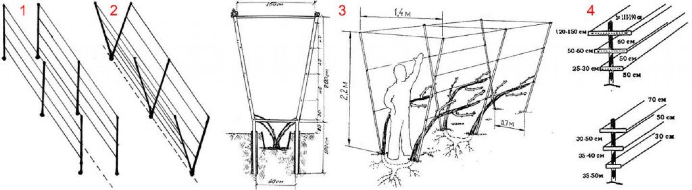 Чертеж двухплоскостной шпалеры для винограда