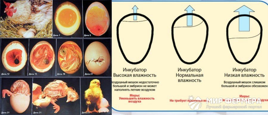 Какое должно быть инкубационное яйцо. Инкубация перепелиных яиц овоскопирование. Инкубации гусиных яиц в инкубаторе зародыш. Яйцо индейки инкубационное овоскопирование. Инкубация куриных яиц в инкубаторе по дням.