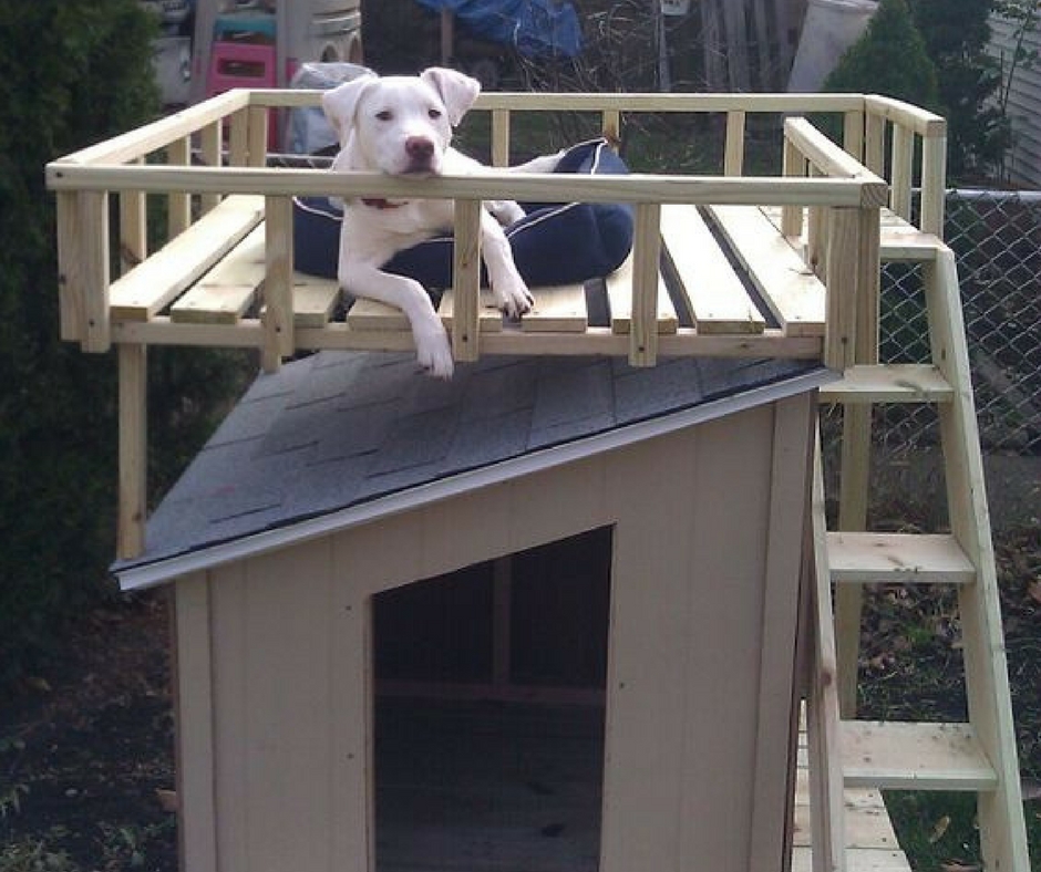 The dog house demo dog houses info. Собака с конурой. Собачья будка. Необычные будки для собак. Крыша для будки собаки.