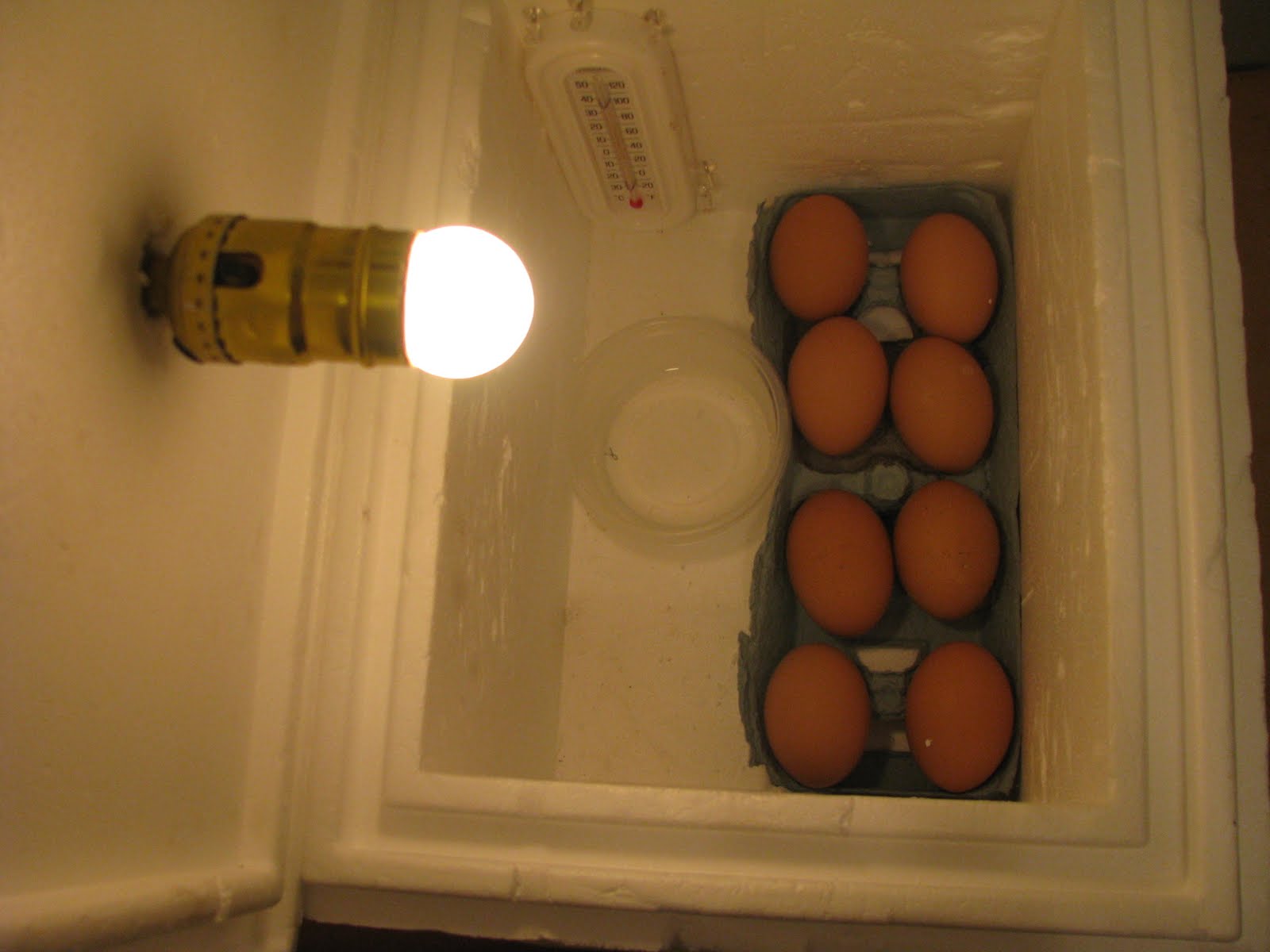 Самодельный инкубатор для яиц. Самодельный инкубатор на 30 яиц. Инкубатор для яиц из пенопласта. Инкубатор из пенопластового ящика. Инкубатор для яиц из картонной коробки.