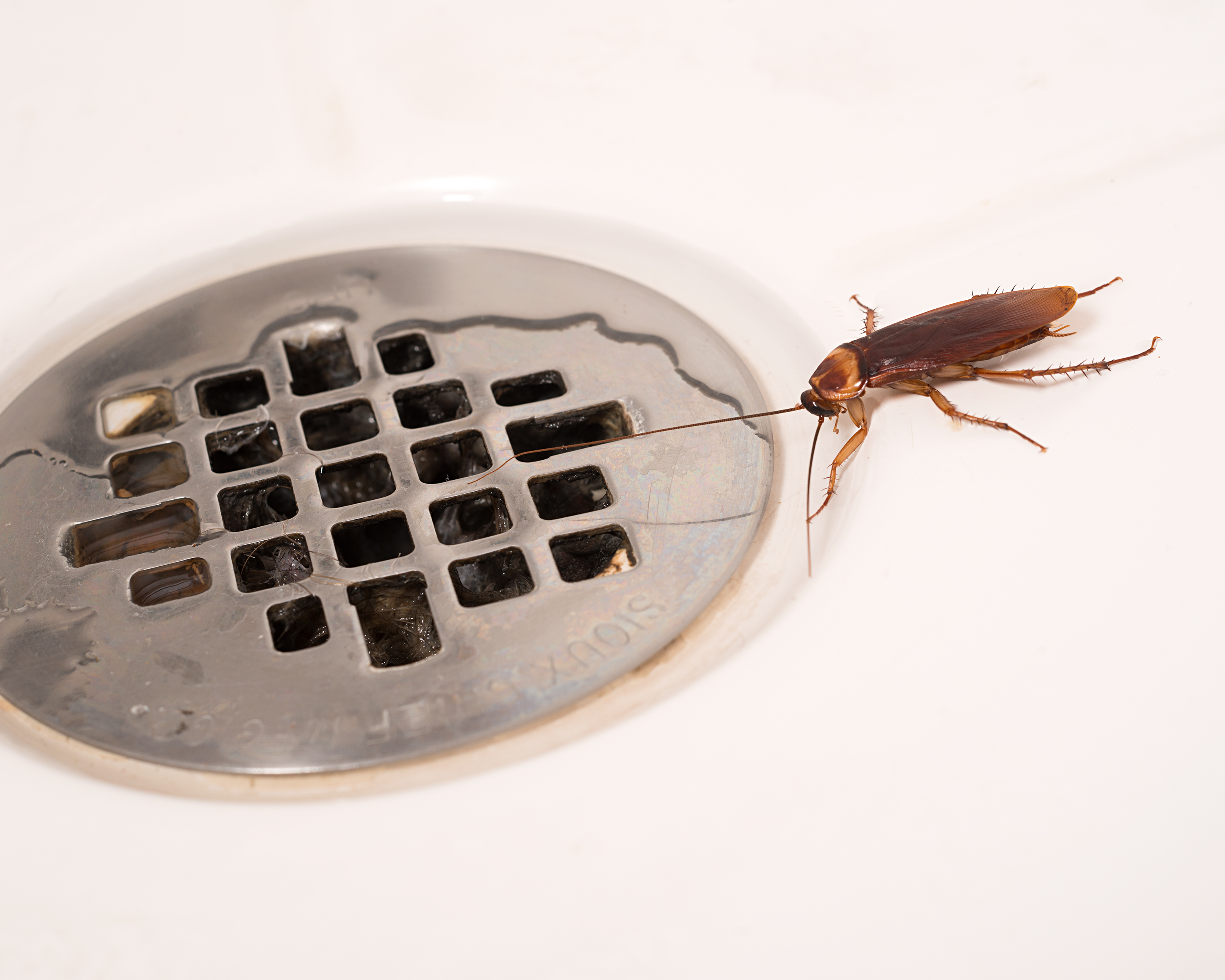 Таракан живет без воды